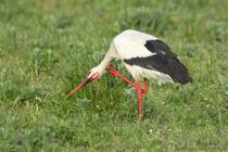 Storch